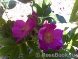 Rosa rugosa rubra Rosa rugosa rubra