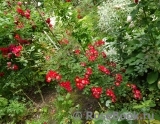 Rouge Meillandecor Rouge Meillandecor