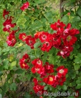 Rouge Meillandecor Rouge Meillandecor
