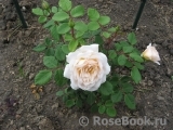 Crocus Rose® Crocus Rose®