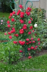 Paul's Scarlet Climber Paul's Scarlet Climber