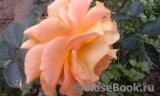 Bernstein-Rose Bernstein-Rose