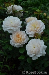 Crocus Rose® Crocus Rose®