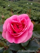 Vin Rose Vin Rose