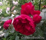 Florentina - Florentina -