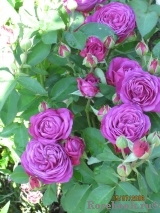 Heidi Klum Rose Heidi Klum Rose