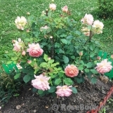 Jubilee Celebration® Jubilee Celebration®