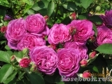 Heidi Klum Rose Heidi Klum Rose