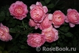 Jubilee Celebration® Jubilee Celebration®