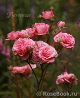 Baronesse Baronesse