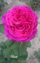 Big Purple Big Purple