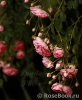 Dorothy Perkins Dorothy Perkins