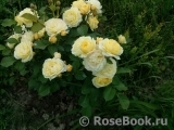 Golden Border Golden Border