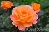 Rosemary Harkness Rosemary Harkness