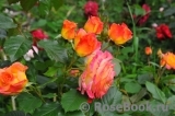 Gartenspass ® Gartenspass ®