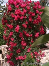 Excelsa Excelsa