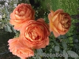 Lady of Shalott Lady of Shalott