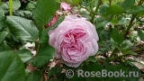 Rosengräfin Marie Henriette