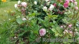 Rosengräfin Marie Henriette
