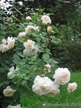 Crocus Rose® Crocus Rose®