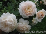 Crocus Rose® Crocus Rose®