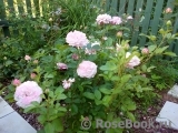 Kordes' Rosenfaszination ® Kordes' Rosenfaszination ®