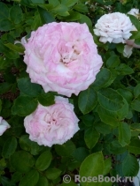 Kordes' Rosenfaszination ® Kordes' Rosenfaszination ®