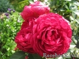 Ascot Ascot