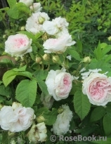 Felicite Parmentier Felicite Parmentier