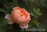 Lady of Shalott Lady of Shalott