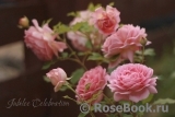 Jubilee Celebration® Jubilee Celebration®