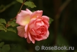 Jubilee Celebration® Jubilee Celebration®