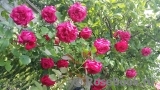 Dame de Coeur Dame de Coeur