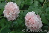 Rose de Tolbiac ® Rose de Tolbiac ®