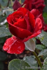 Grande Amore Grande Amore