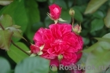 Ivor's Rose Ivor's Rose
