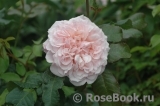 Rose de Tolbiac ® Rose de Tolbiac ®