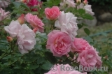 Marie-Victorin Marie-Victorin