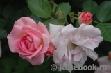 Marie-Victorin Marie-Victorin