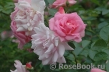 Marie-Victorin Marie-Victorin