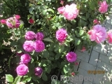 Heidi Klum Rose Heidi Klum Rose