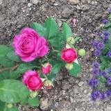 Heidi Klum Rose Heidi Klum Rose