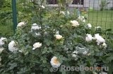 Crocus Rose® Crocus Rose®