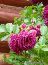 Bleu Magenta Bleu Magenta