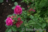Heidi Klum Rose Heidi Klum Rose