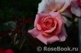 Poesie Poesie