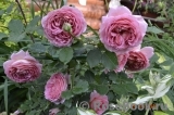 Jubilee Celebration® Jubilee Celebration®