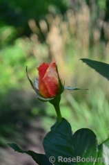 Ashram Ashram