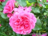 Rosarium Uetersen Rosarium Uetersen