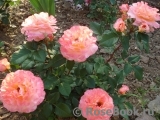 Augusta Luise Augusta Luise